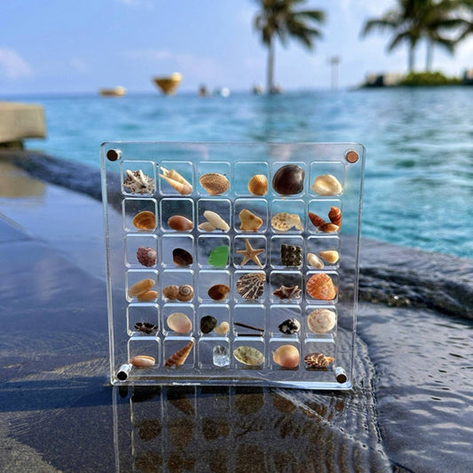 Seashell Display case